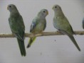 /album/odchov-2011/snimek-086-jpg/